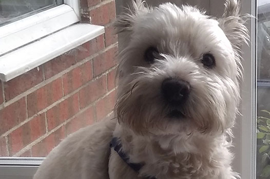 Alfie